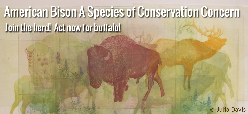 banner american bison species of conservation concern