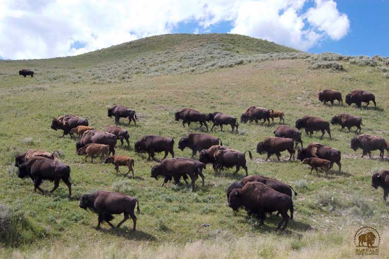 how many buffalo or bison are there in yellowstone national park