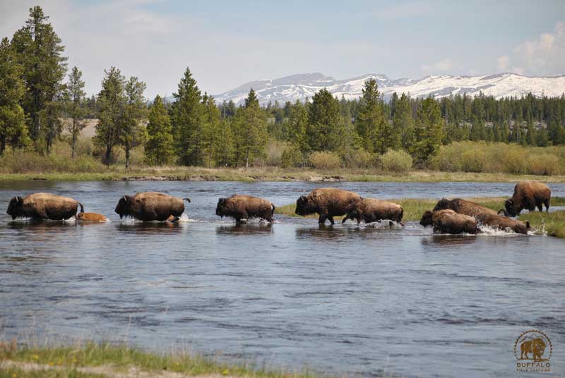 how many wild buffalo are there in the united states where are they