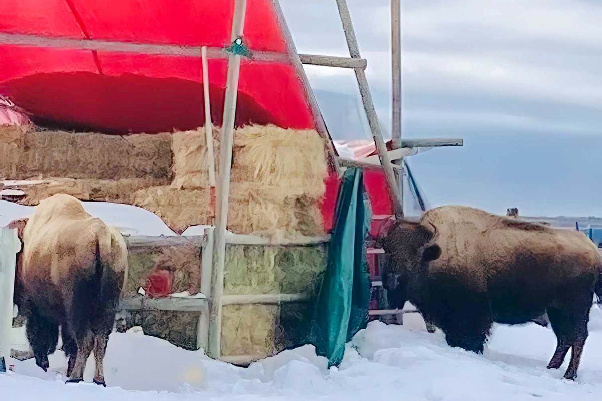 Buffalo Pollinator Garden
