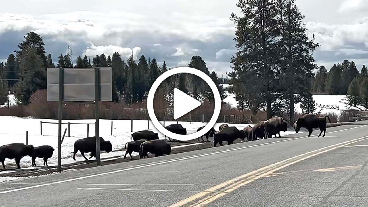 Bethel the Buffalo reunion