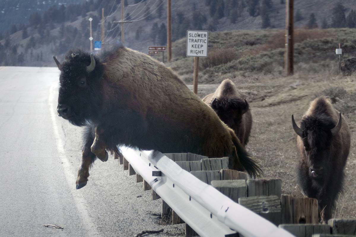 Jump the Rail BFC Needed Roadside