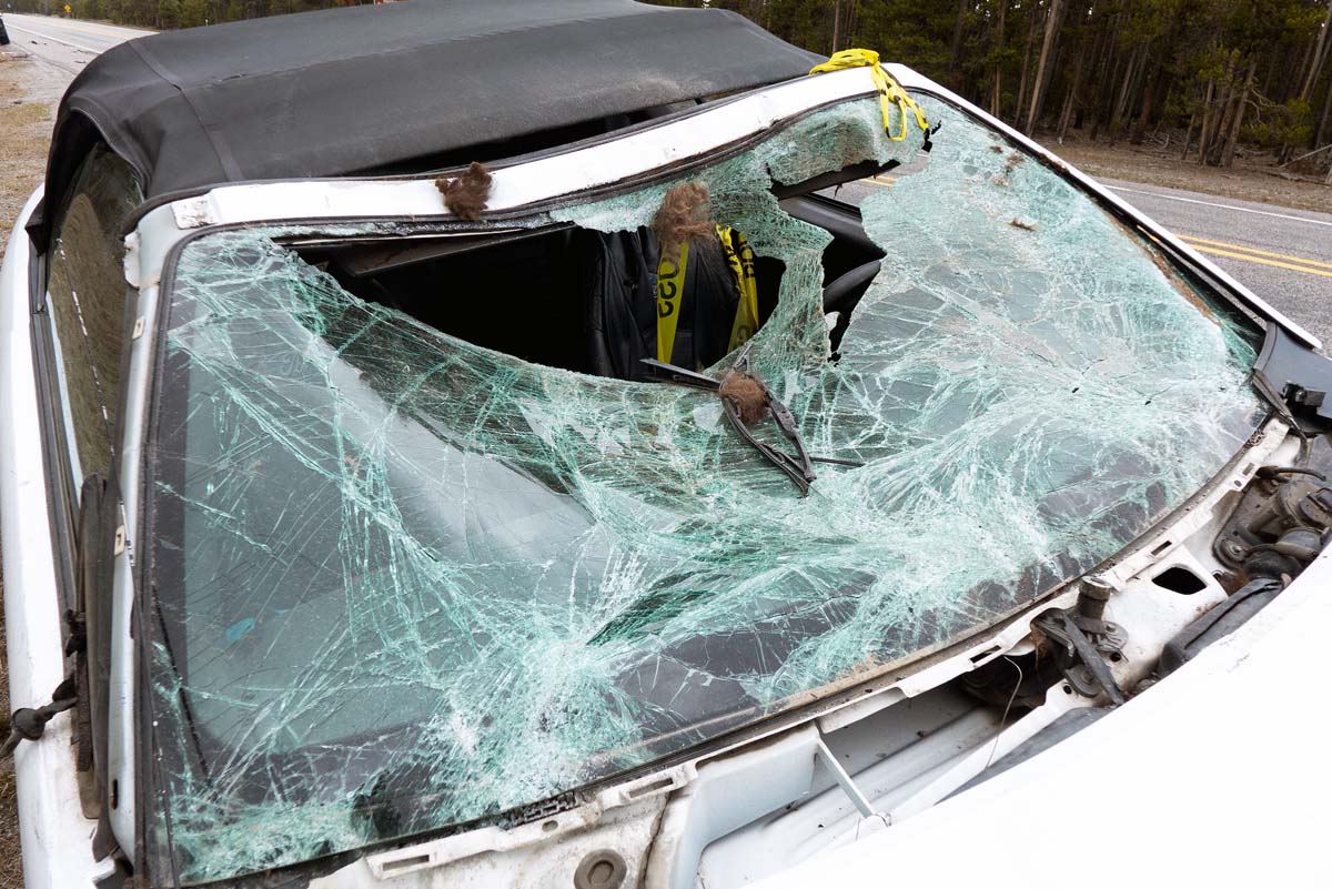 Car vs Buffalo - Hair on Windshield