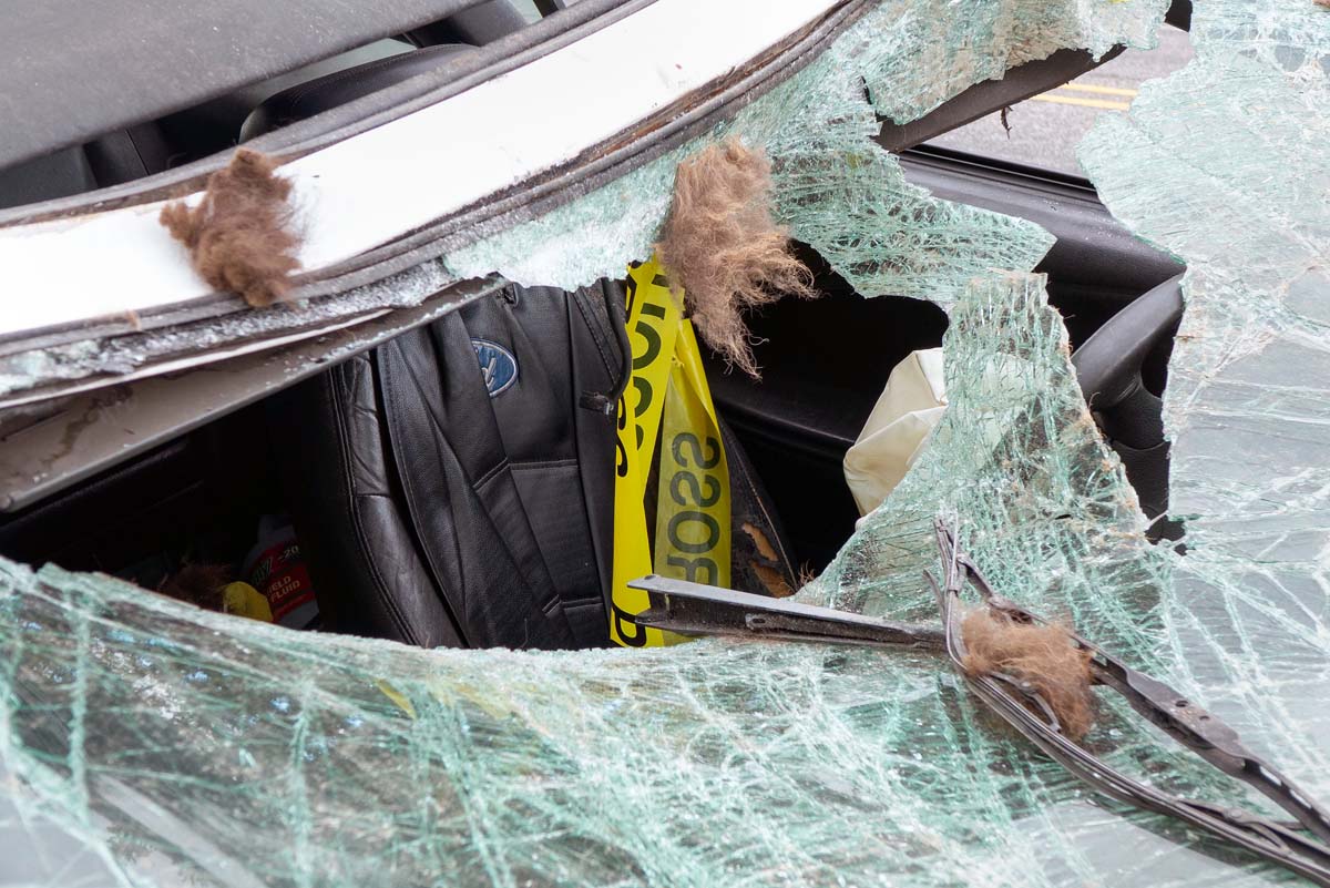 Car vs Buffalo - Hair on Windshield