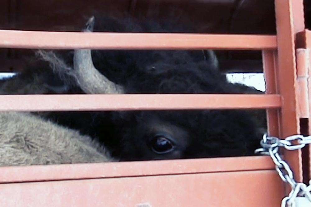 Cattle Car Looking Out