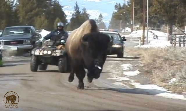 news 2016 06 30 01 001 buffalo wild.jpg