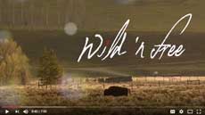 2016 11 28 01 001 wild n free thumbnail