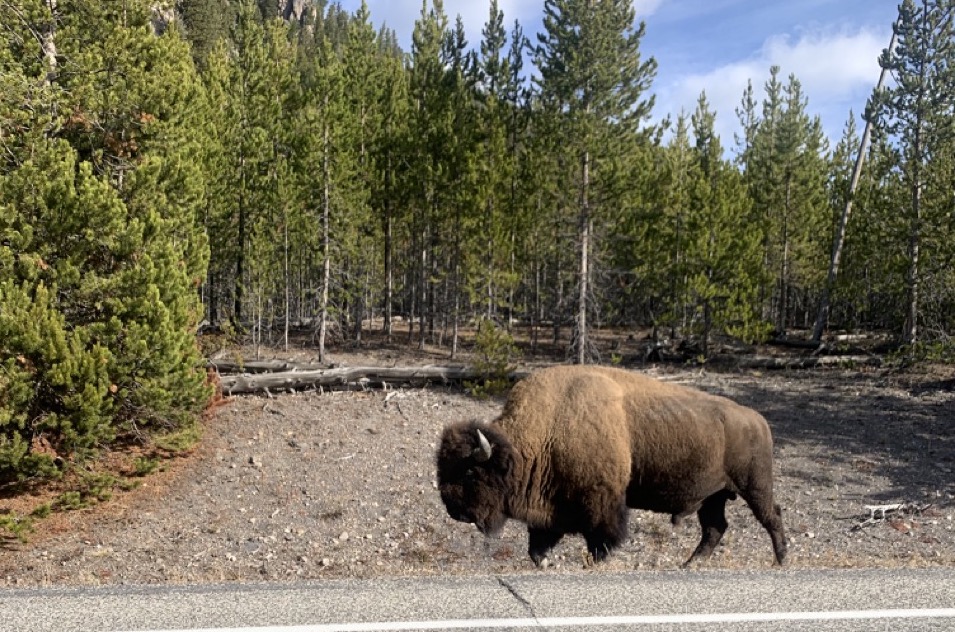 bfc update 2024 02 29 buffalo in Yellowstone Oct 2021