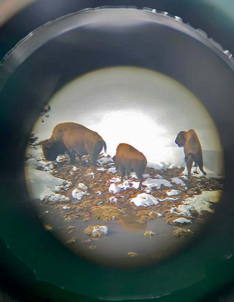 Buffalo through the spotting scope on patrol