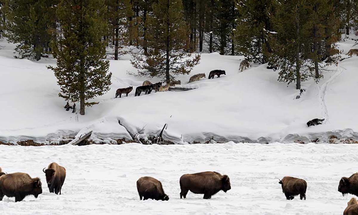 Our last wild Buffalo live with the full complement of predators, like the Yellowstone wolf packs.    They have the ancestral knowledge of how to survive & pass it on to the next generation.