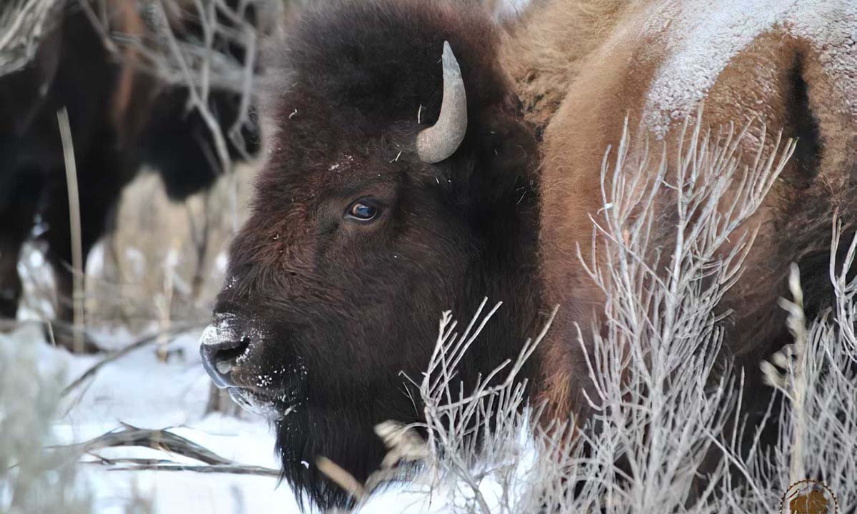 Buffalo are a matriarchal family ~ this beautiful female is just stunning!