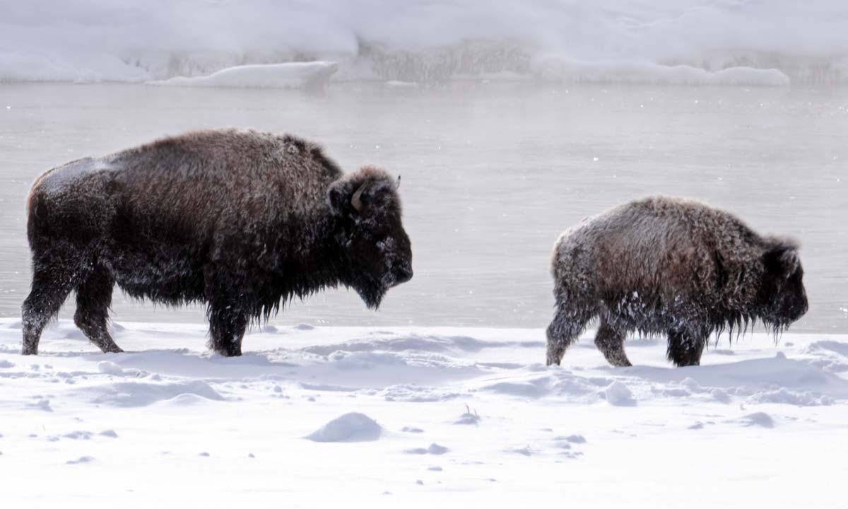 This photo honors the strength & care of our Buffalo Matriarchs - here a momma trails her yearling to ensure their safety