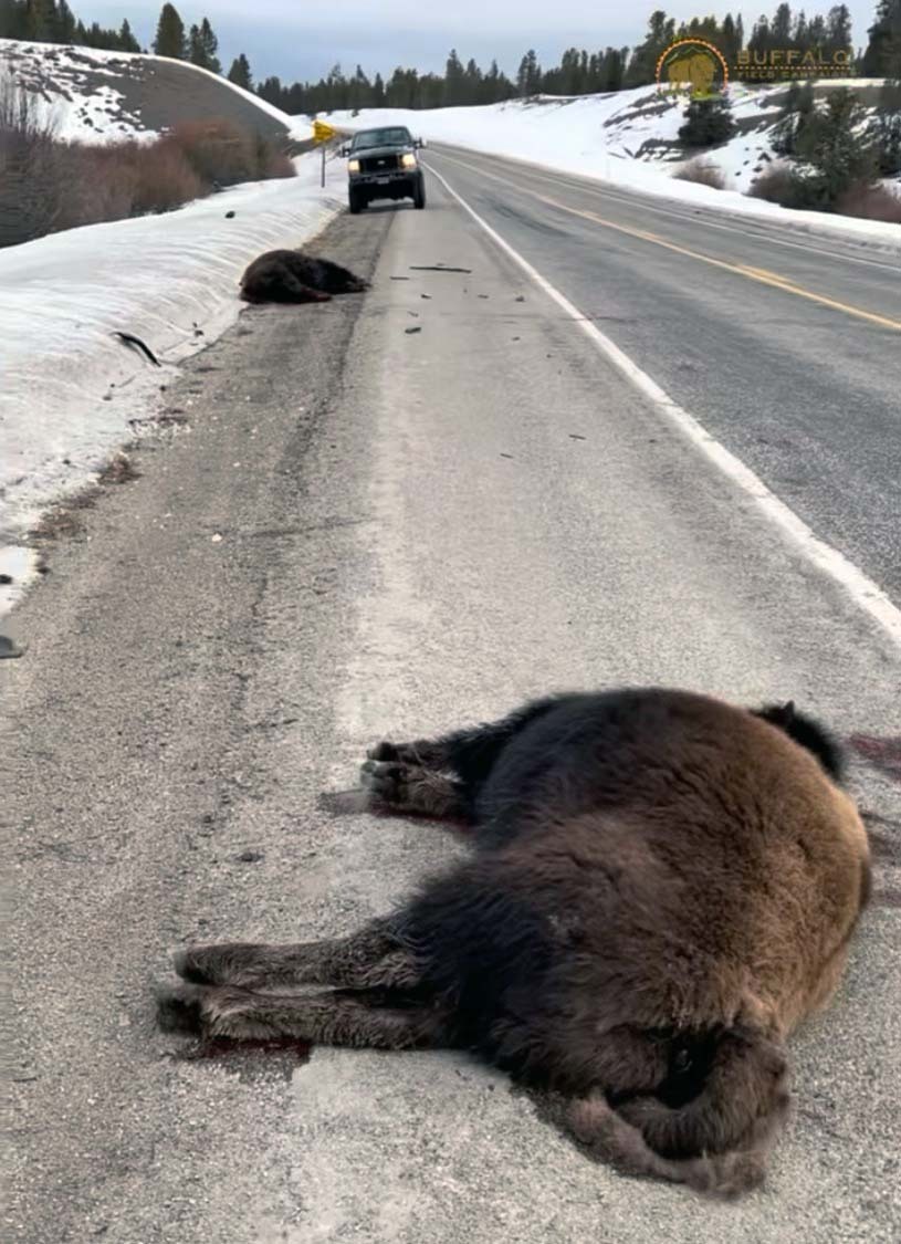 2 yearling Buffalo were struck by a vehicle on Hwy 191 bringing the total killed by collision to 4: 1 momma & 3 yearlings