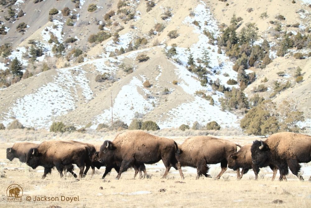 bfc on the buffalo trail Jackson Doyel watermarked