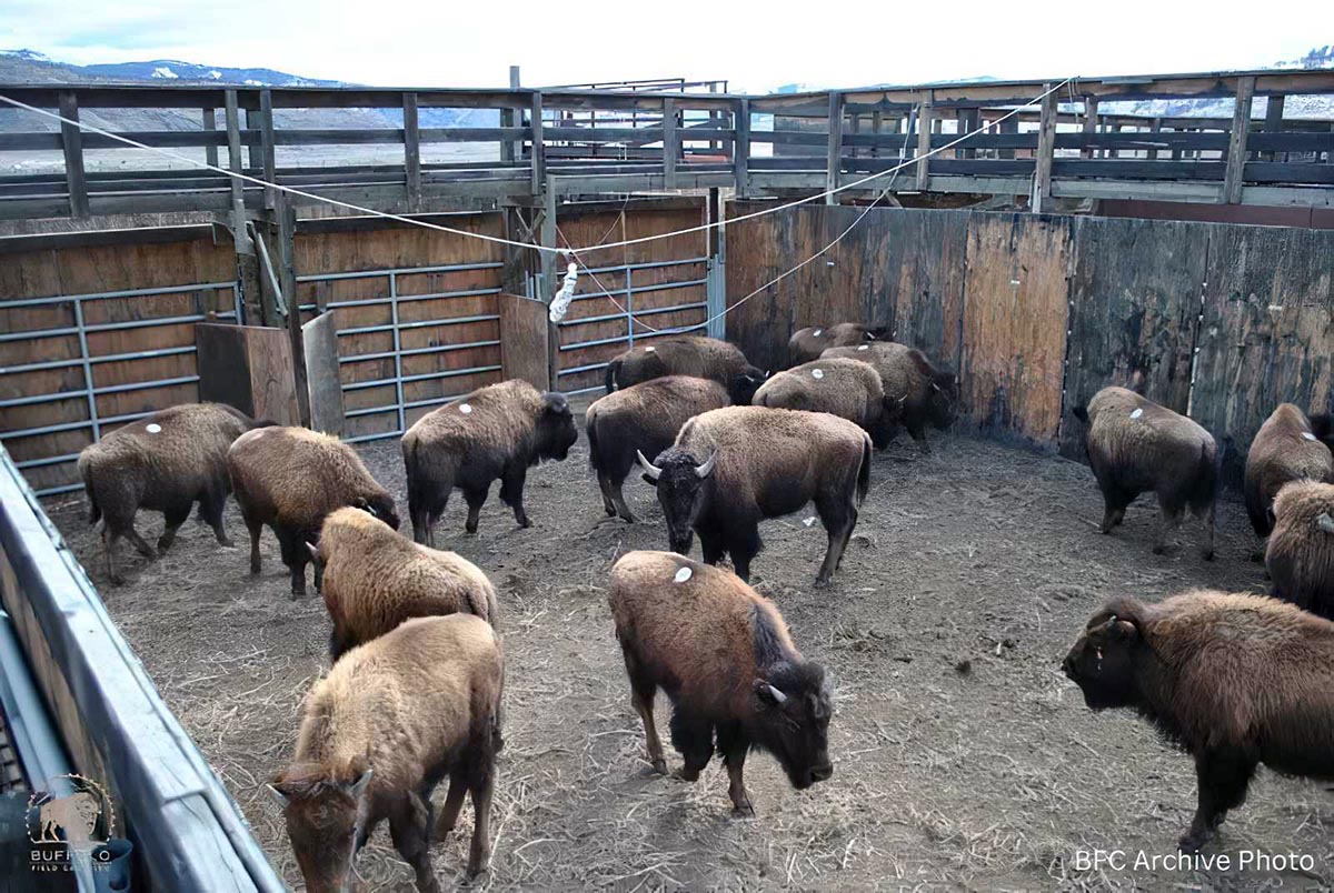 2025 03 06 1 Yellowstone National Park Traps Wild Buffalo Again