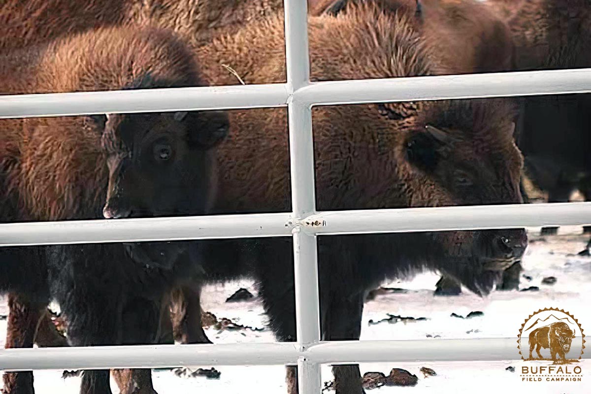 2025 03 06 2 Yellowstone National Park Traps Wild Buffalo Again