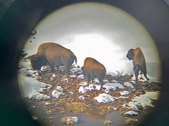 Buffalo through the spotting scope on patrol