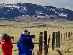 Over 6000 elk roam freely in Madison Valley
