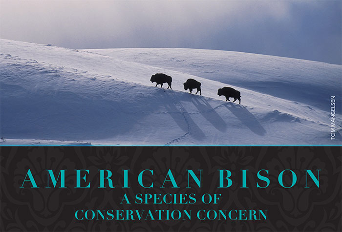 american bison a species of conservation concern